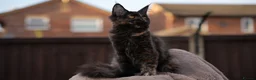 Maine Coon cats for sale: XL Pedigree Maine coon kittens - Advert 17