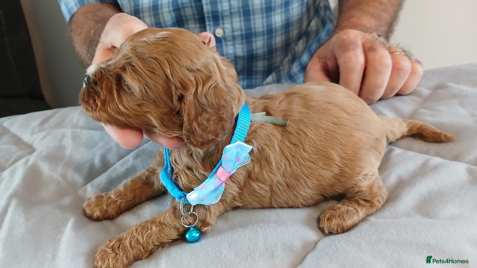 Cavapoo dogs F1 CAVAPOO PUPPIES  - Advert 2