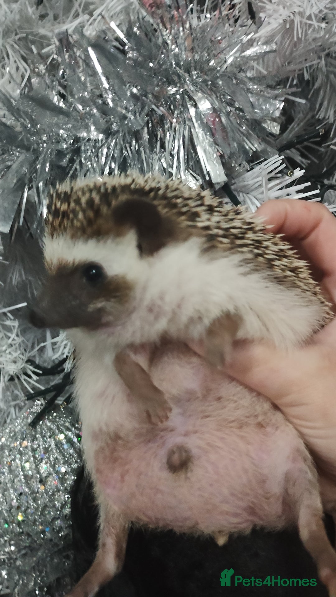 Pygmy Hedgehog rodents for sale: Chubby male hedgehog silly tame  - Advert 3