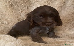 Cocker Spaniel dogs for sale: Adorable show cocker puppies - Image 16