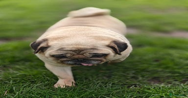 Pug dogs - Advert 3
