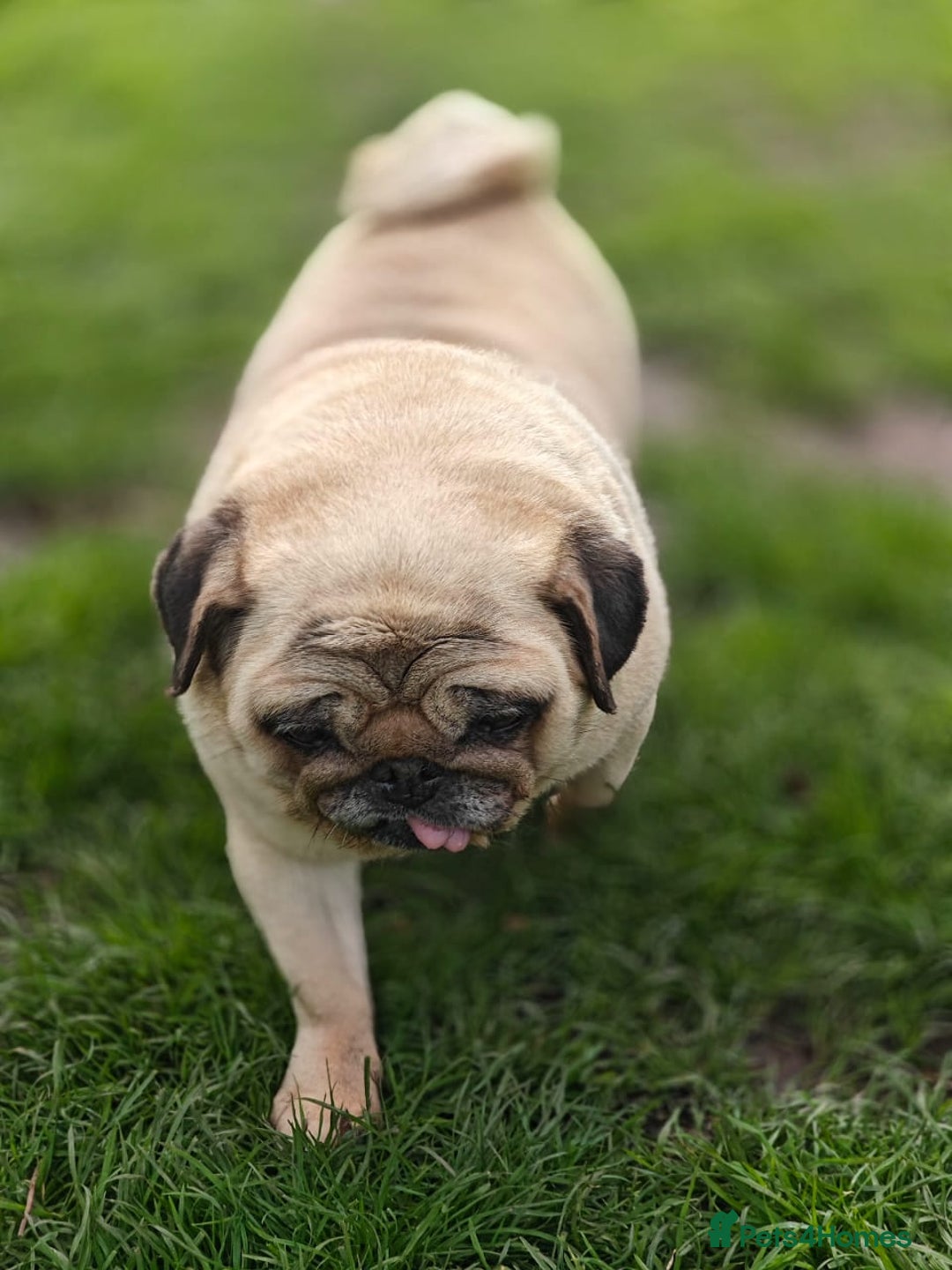 Pug dogs for adoption: 💖🐶 PEPPA 🐶💖 - Image 3