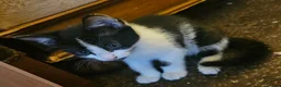 Mixed Breed cats for sale: White and black kitten - Advert 3