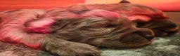 Mixed Breed dogs for sale: ALL STILL AVAILABLE La schnoodle pup DNA test dad  - Advert 4