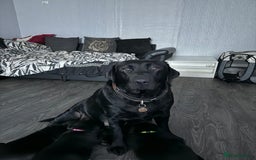 Mixed Breed dogs for sale: Labrador/German Shepherd  - Image 8