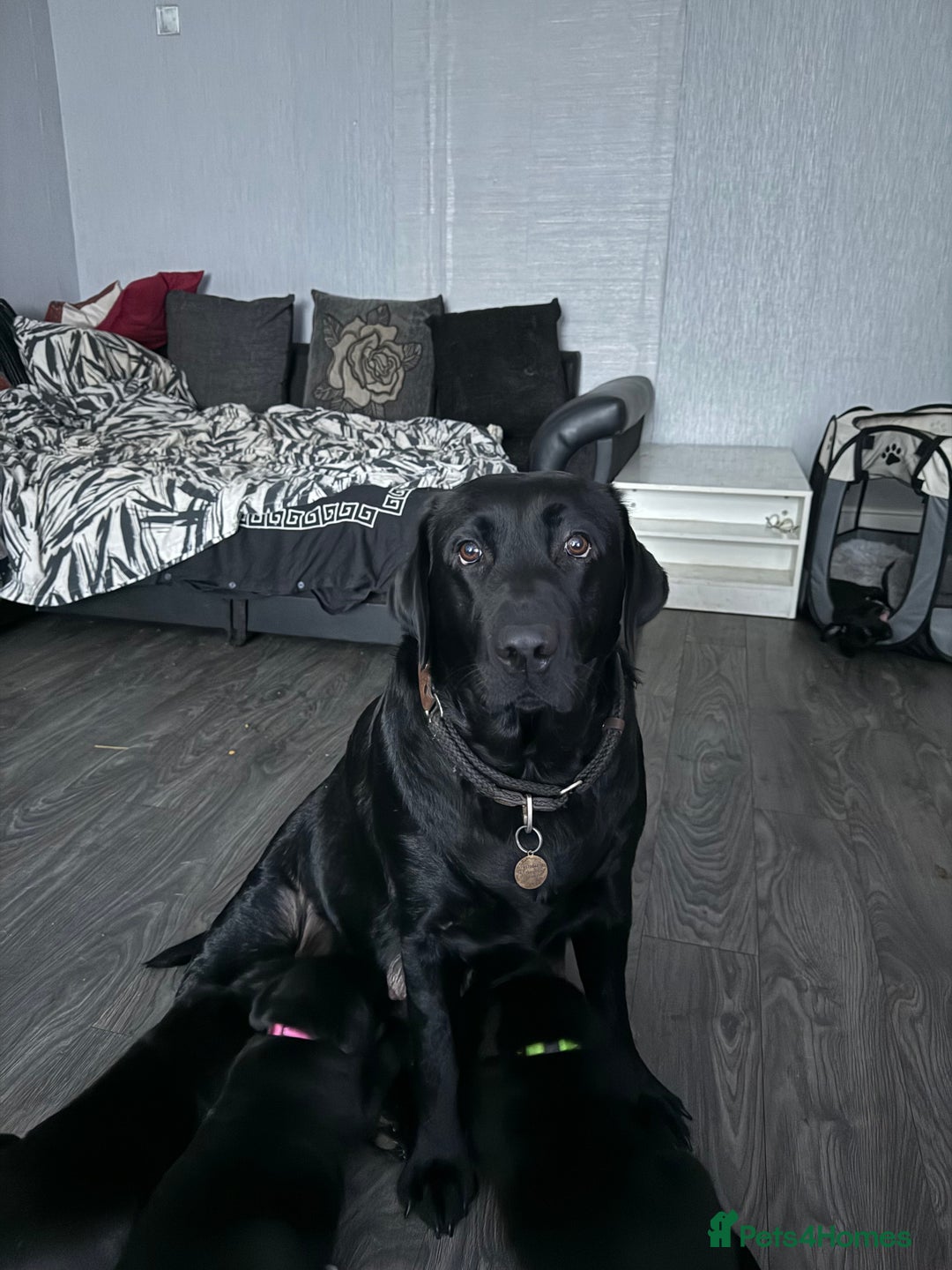 Mixed Breed dogs for sale: Labrador/German Shepherd  - Image 8