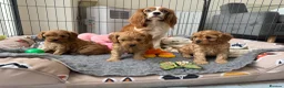 Cavapoo dogs for sale: Extensively Health tested F1 Cavapoo🐾 puppies - Advert 1