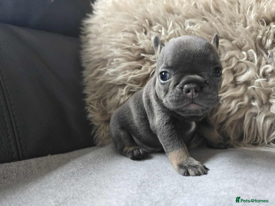 French Bulldog dogs for sale: Stunning French Bulldog Puppies  - Advert 7