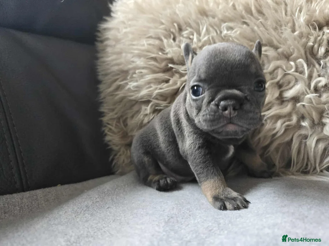 French Bulldog dogs for sale: Stunning French Bulldog Puppies  - Advert 7