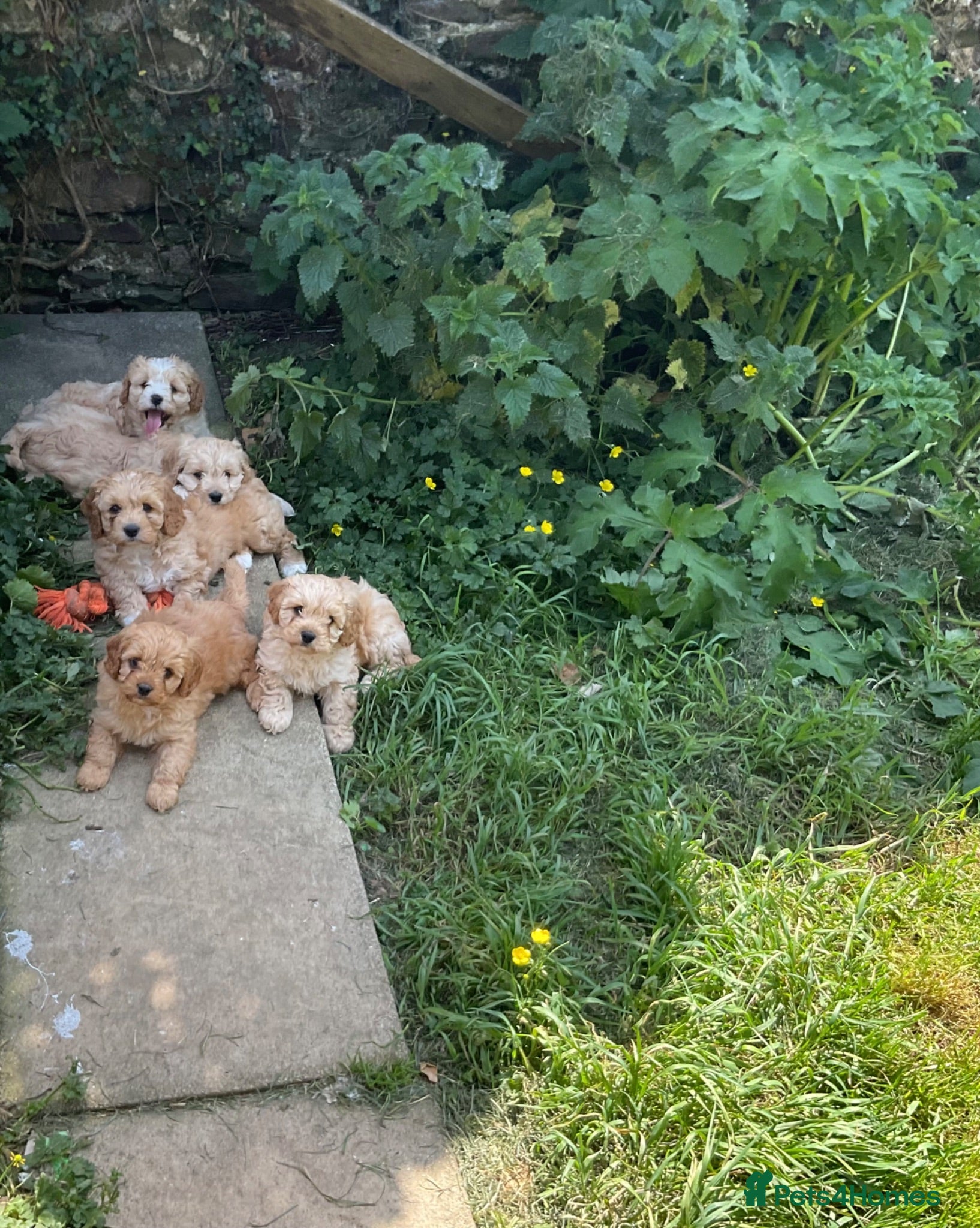 Cavapoo dogs Absolutely gorgeous Cavapoo puppies  - Advert 1