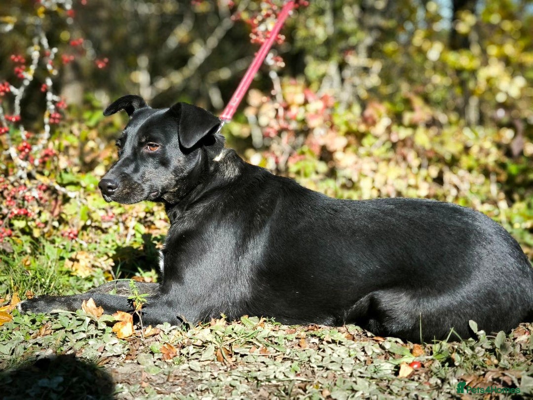 Mixed Breed dogs for adoption: ❤️Blacky❤️1.5 yo upper-medium girl-Labrador cross - Advert 3