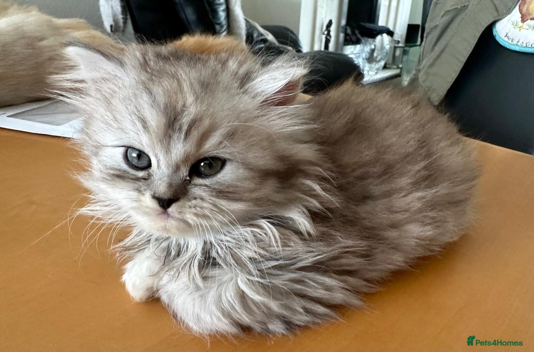 Persian cats for sale: Two multicoloured Persian females - Image 21