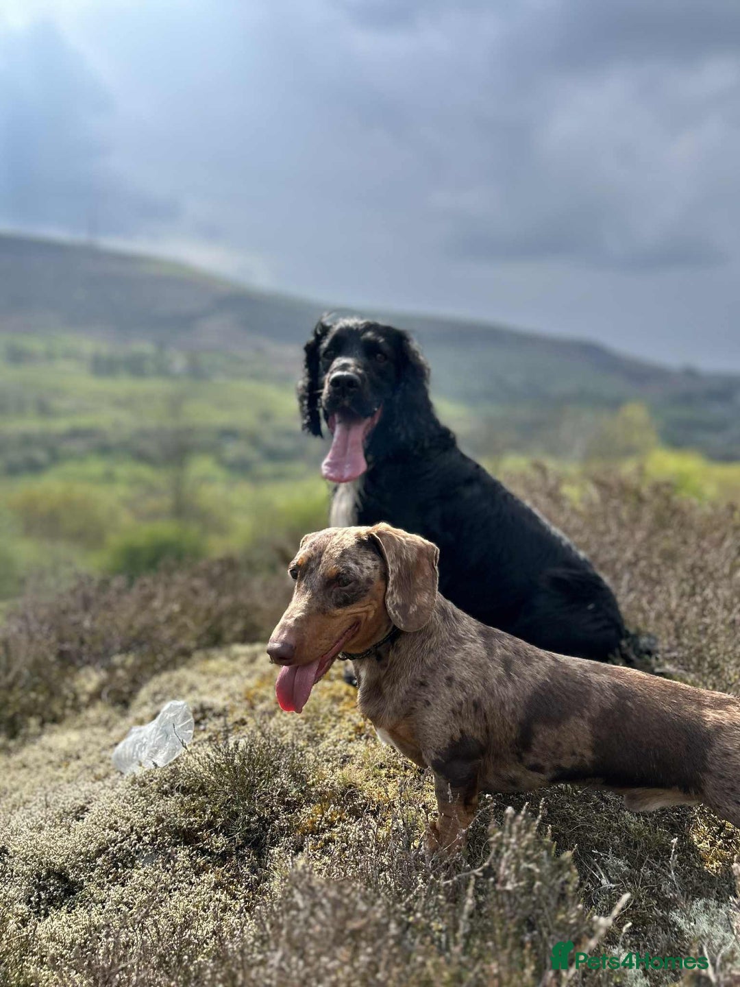 Miniature Dachshund dogs for stud: Winston  - Advert 4