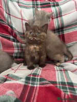 British Shorthair cats Gccf Champion Sired British Shorthair Kittens - Advert 8