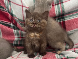 British Shorthair cats Gccf Champion Sired British Shorthair Kittens - Advert 9