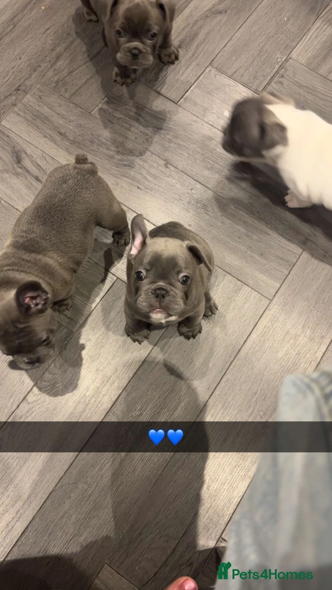 French Bulldog dogs for sale: Beautiful French Bulldog Puppies - Advert 2