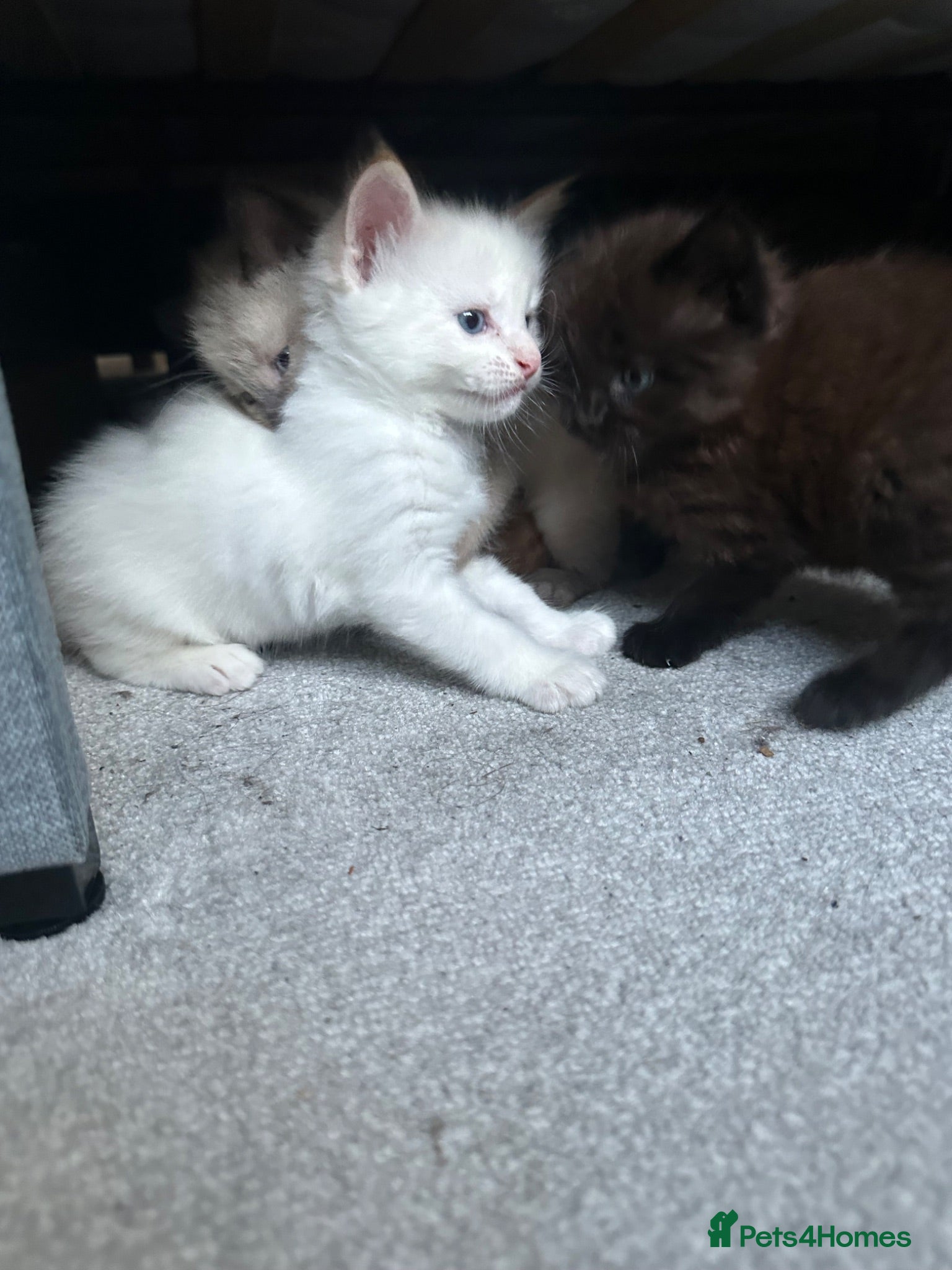 British Shorthair cats 1/2 Maine coon 1/2 British shorthair kittens  - Advert 1