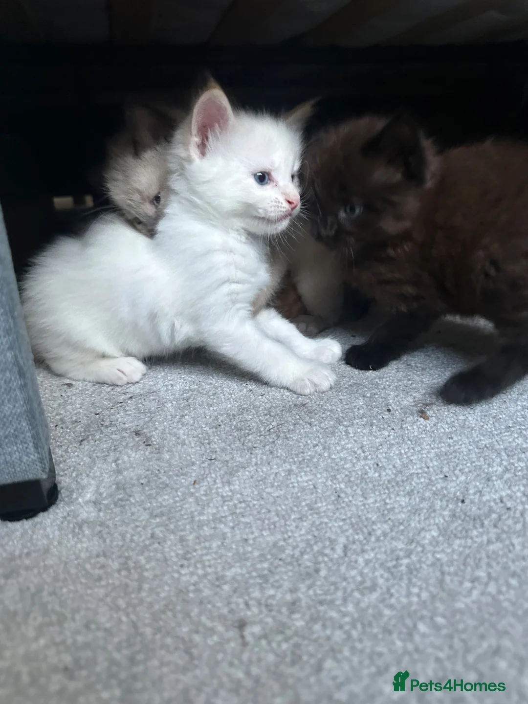 British Shorthair cats for sale: 1/2 Maine coon 1/2 British shorthair kittens  - Advert 1