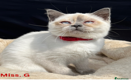 British Shorthair cats for sale: Adorable British Shorthair Kittens. in Clitheroe - Image 8
