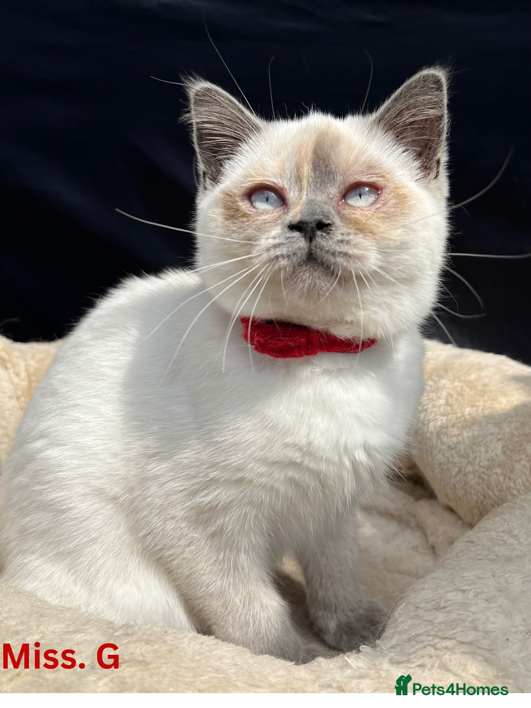 British Shorthair cats for sale: Adorable British Shorthair Kittens. in Clitheroe - Image 8