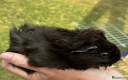 Guinea Pig rodents for sale: Last 4 male guinea pigs only £10 this week only - Image 5