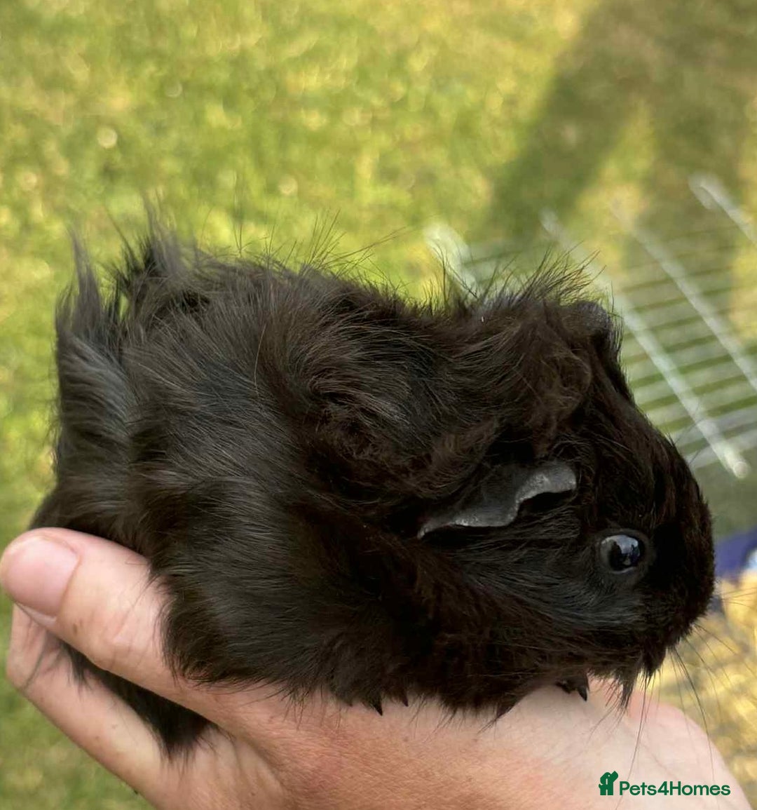 Guinea Pig rodents for sale: Last 4 male guinea pigs only £10 this week only - Image 5