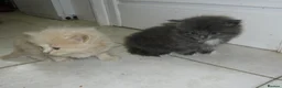 Mixed Breed cats for sale: 8 BEAUTIFUL KITTENS LOOKING FOR LOVING HOMES - Advert 5