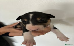 English Bull Terrier dogs for sale: English Bull Terrier puppies🐾KC Registered  - Image 3