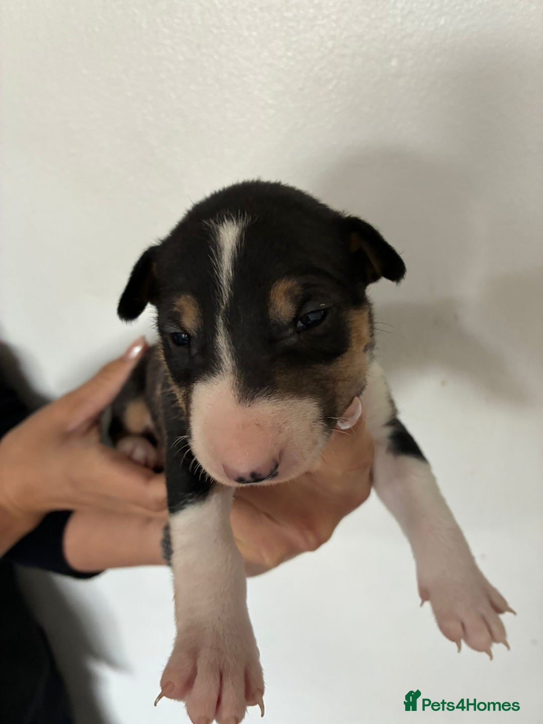 English Bull Terrier dogs for sale: English Bull Terrier puppies🐾KC Registered  - Image 3