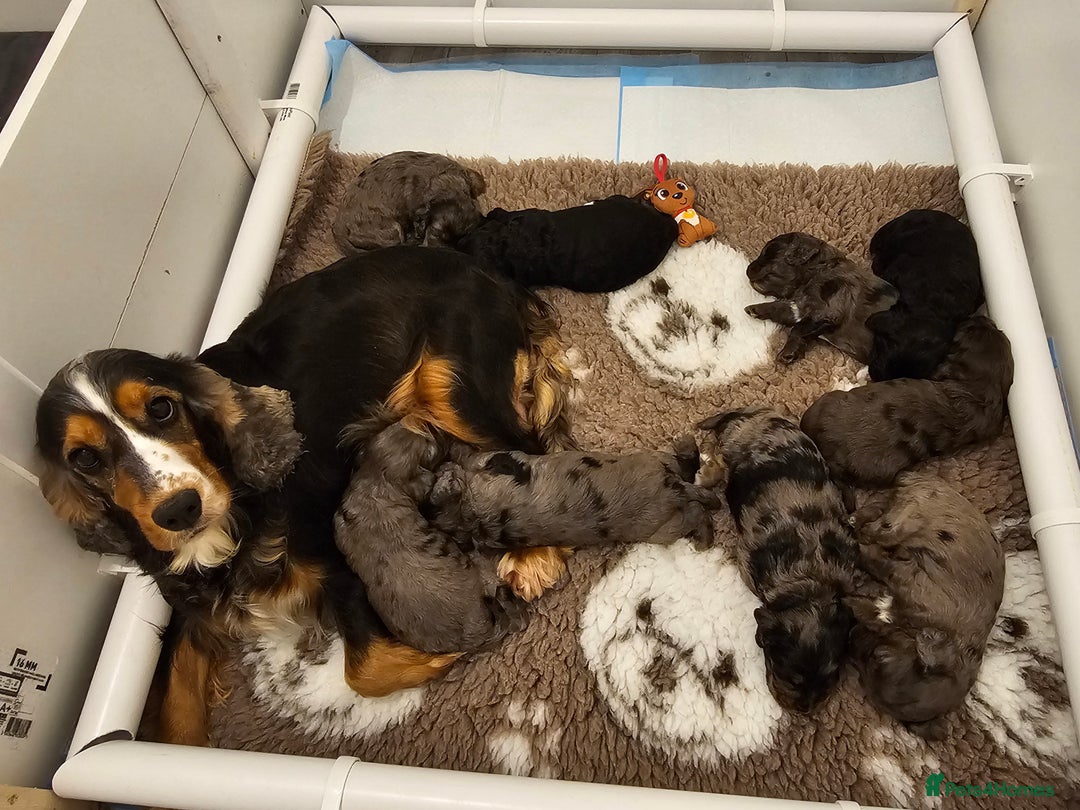 Cockapoo dogs for sale: Gorgeous F1 Cockapoo puppies  - Advert 2