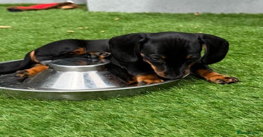 Miniature Dachshund dogs - Advert 4