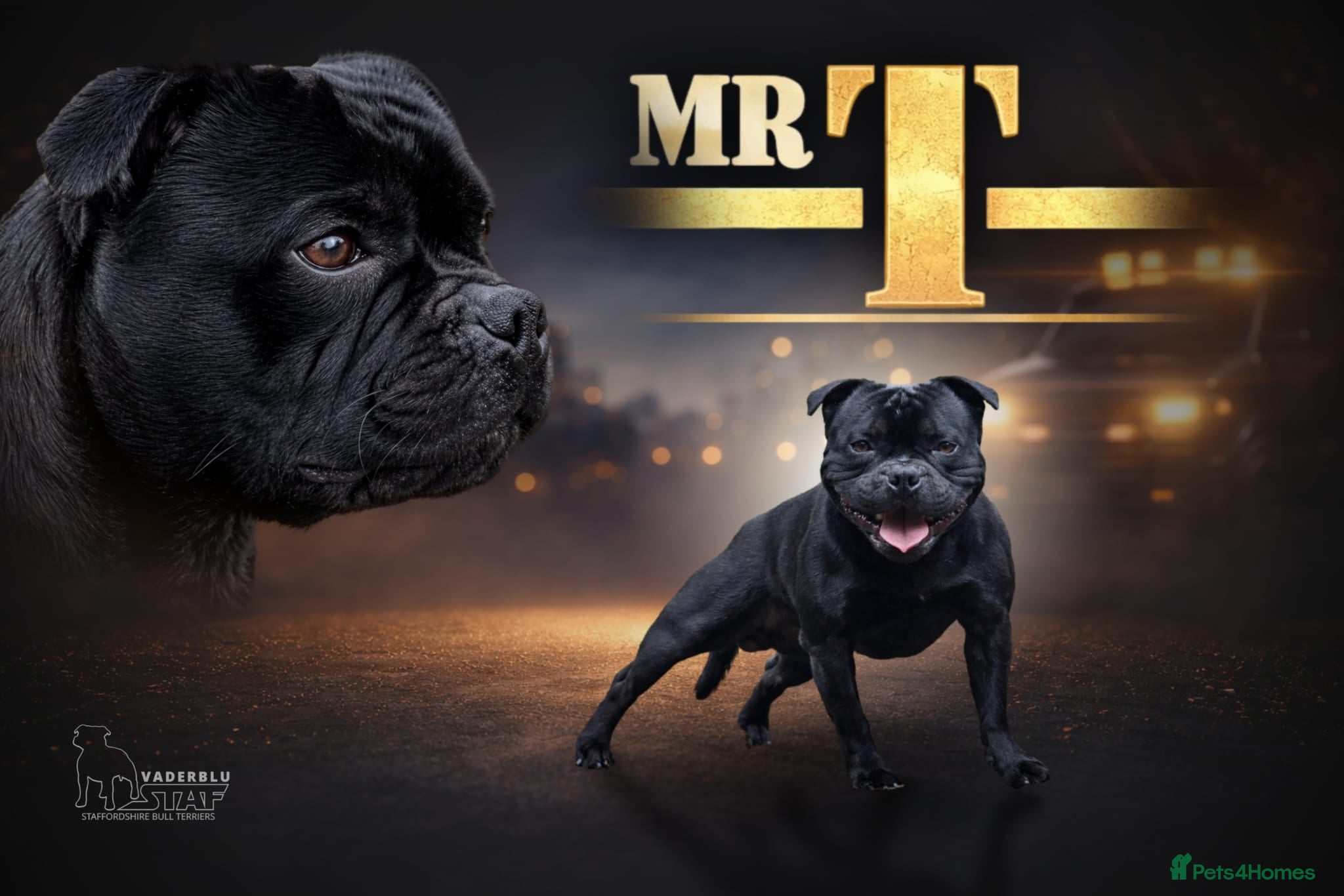 Staffordshire Bull Terrier dogs Mr 'T' *Champion Sired* (Blue🧬) - Advert 8