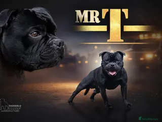 Staffordshire Bull Terrier dogs Mr 'T' *Champion Sired* (Blue🧬) - Advert 8