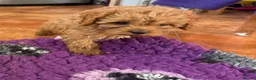 Cavapoo dogs for sale: Tiny Toy Cavapoo Puppies - Advert 21