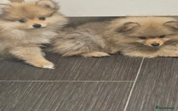 Pomeranian dogs for sale: 🐾✨ Fluffy Teddy Pomeranian Puppies ✨🐾 Ready now! - Image 8