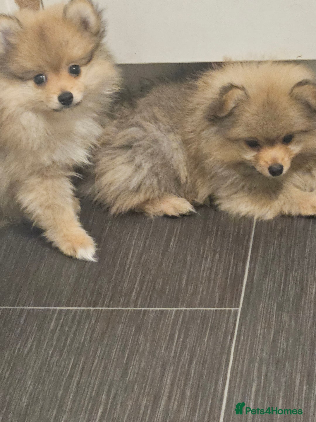 Pomeranian dogs for sale: 🐾✨ Fluffy Teddy Pomeranian Puppies ✨🐾 Ready now! - Image 8