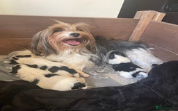 Biewer Terrier dogs for sale: Beautiful Biewer Terrier Pups - Image 12