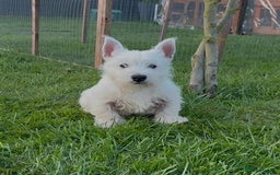 West Highland Terrier dogs for sale: West Highland Terrier pups Dad show lines - Image 8