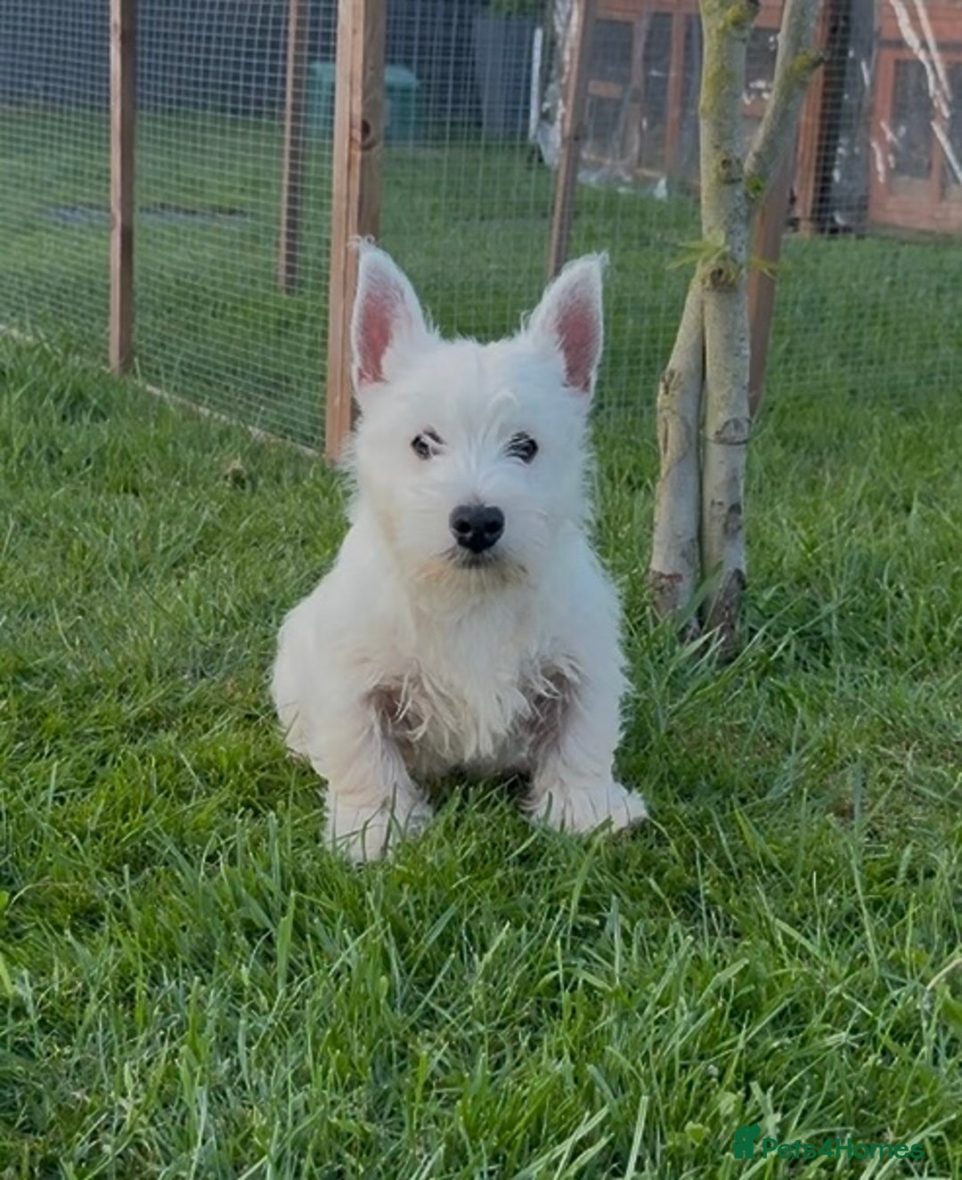 West Highland Terrier dogs for sale: West Highland Terrier pups Dad show lines - Image 8