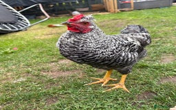 Chickens poultry for sale: 1 cream legbar and 1 cuckoo maran - Image 3