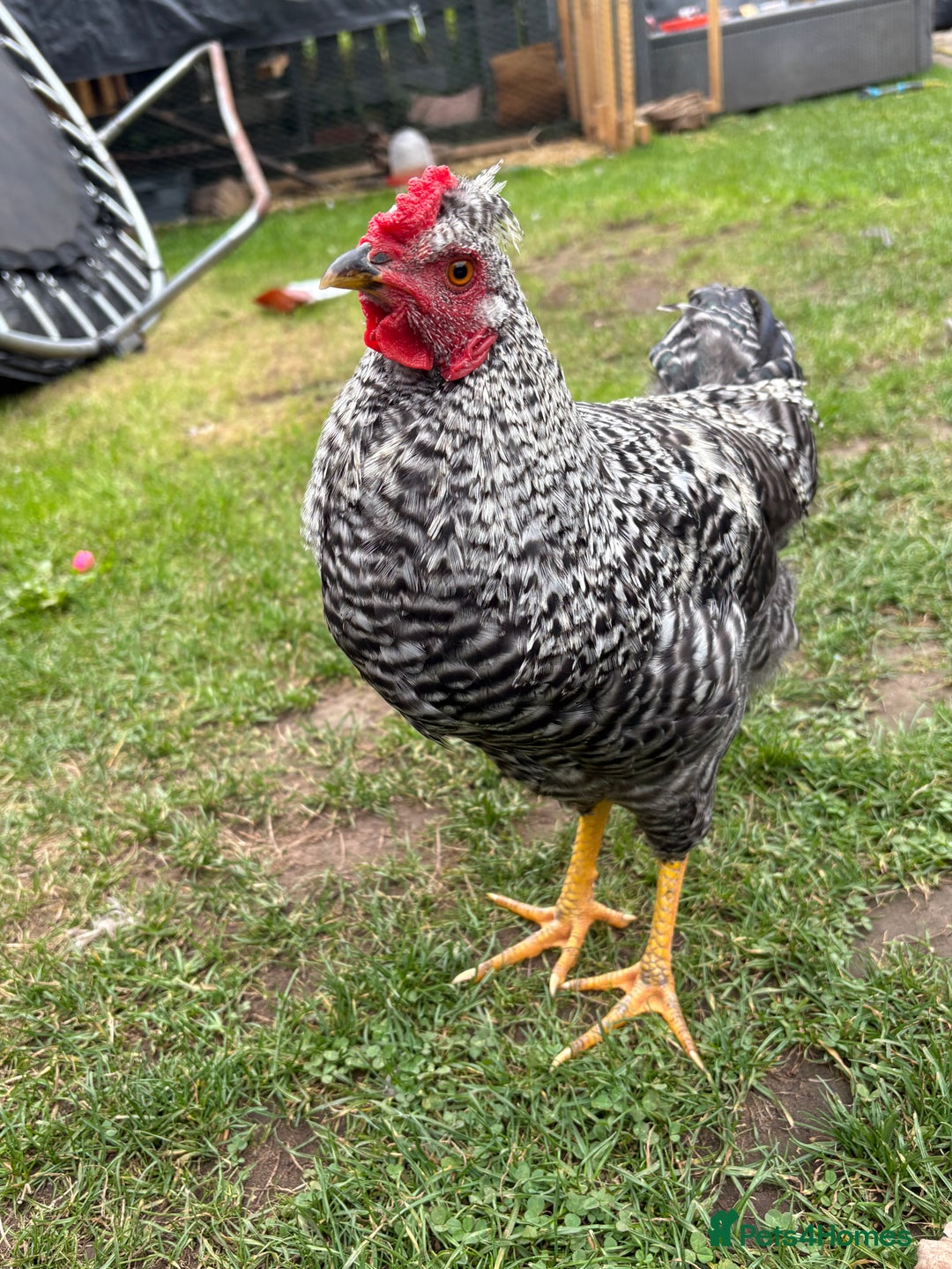 Chickens poultry for sale: 1 cream legbar and 1 cuckoo maran - Image 3