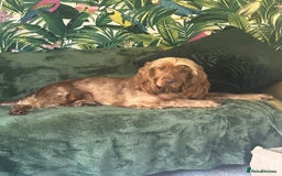 Cocker Spaniel dogs for sale: ✨ Show Cocker Spaniel pups ✨ - Image 1