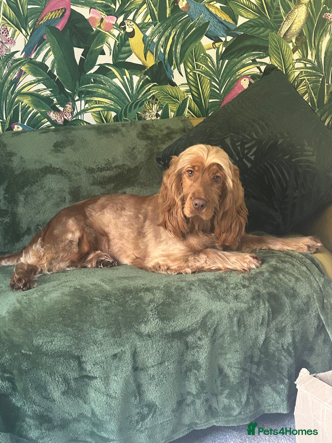 Cocker Spaniel dogs for sale: ✨ Show Cocker Spaniel pups ✨ - Image 1