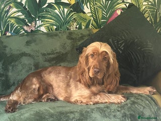 Cocker Spaniel dogs - Advert 9