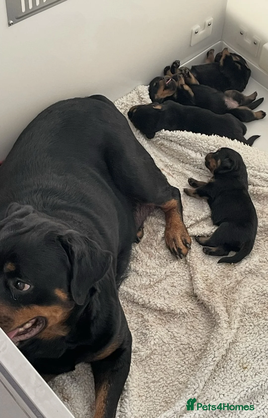 Rottweiler dogs for sale: Exceptional KC Registered Ch bloodline Rottie pups - Advert 2