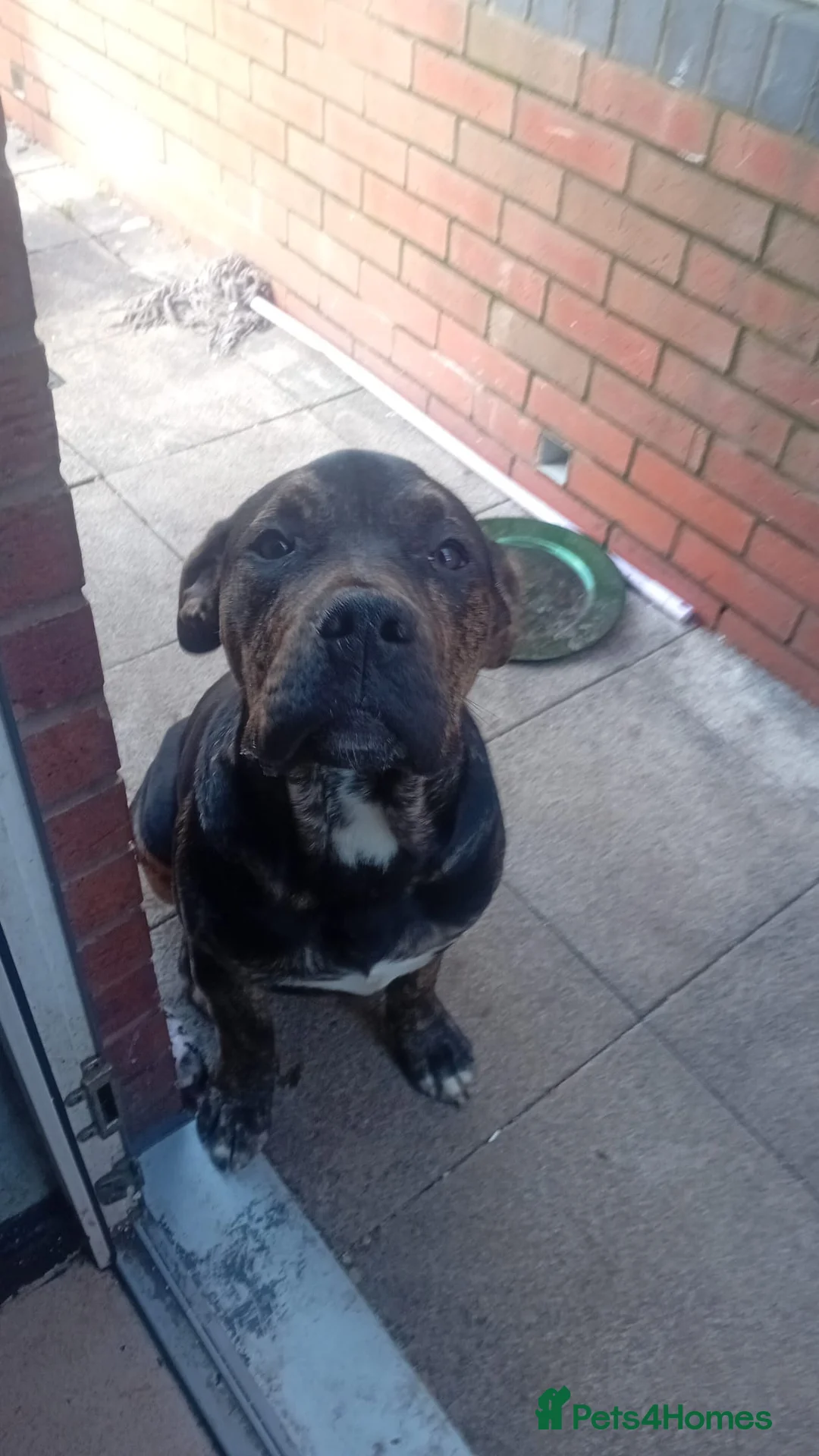 Alapaha Blue Blood Bulldog dogs for sale: Alapaha blue blood bulldog in Tipton - Advert 1