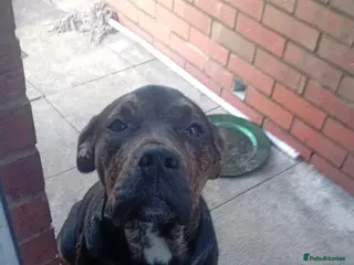 Alapaha Blue Blood Bulldog dogs Alapaha blue blood bulldog - Advert 2