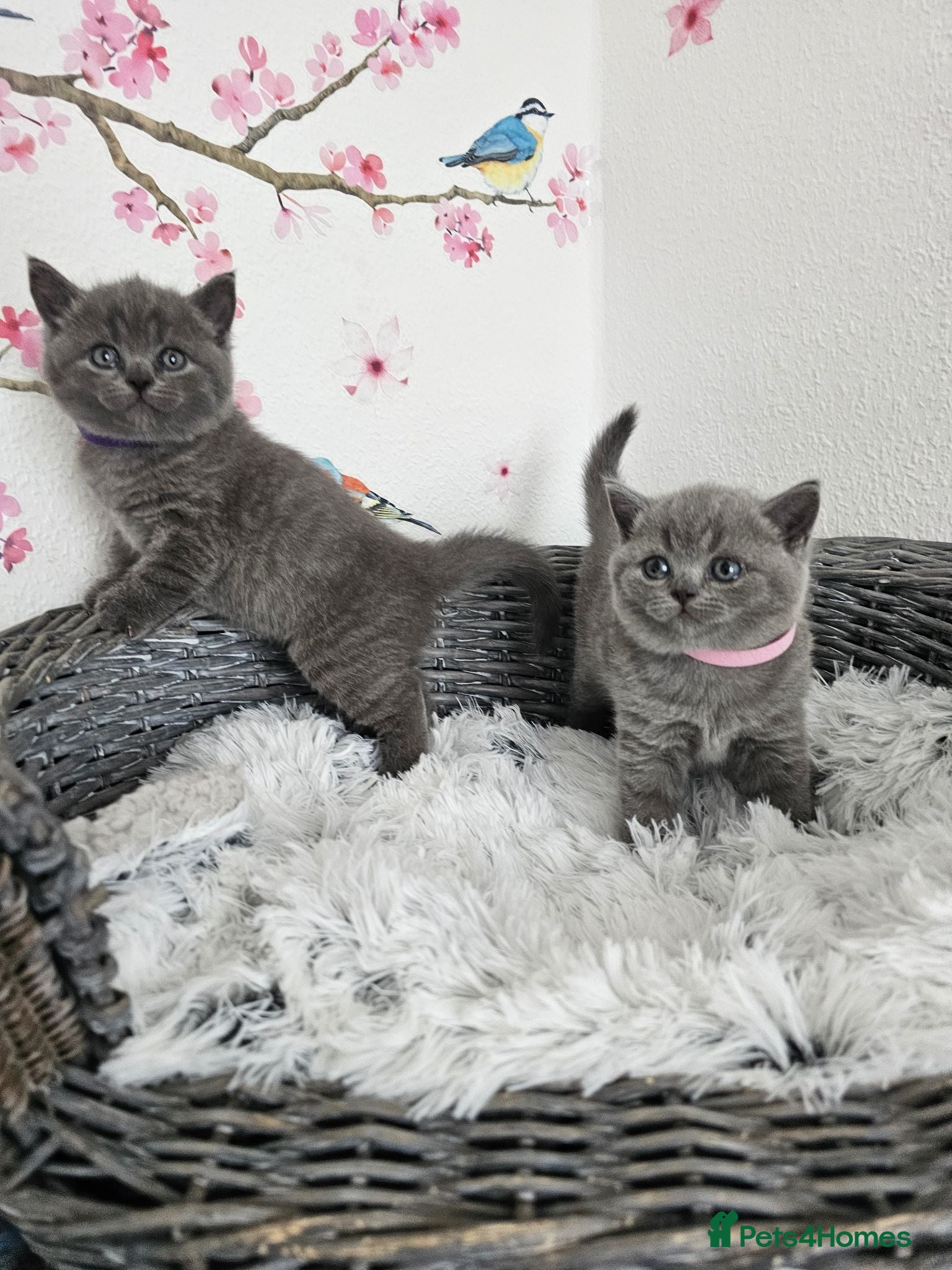 British Shorthair cats British Shorthair Kittens - Advert 3