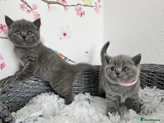 British Shorthair cats British Shorthair Kittens - Advert 3