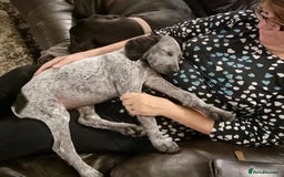 Mixed Breed dogs for adoption: Arlo 4 month old pointer cross puppy  - Image 4